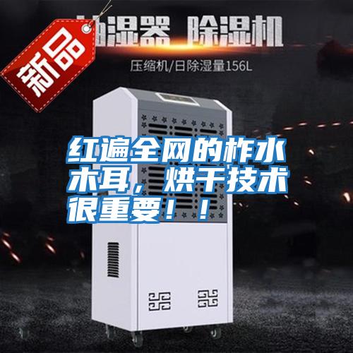 紅遍全網的柞水木耳，烘干技術很重要??！
